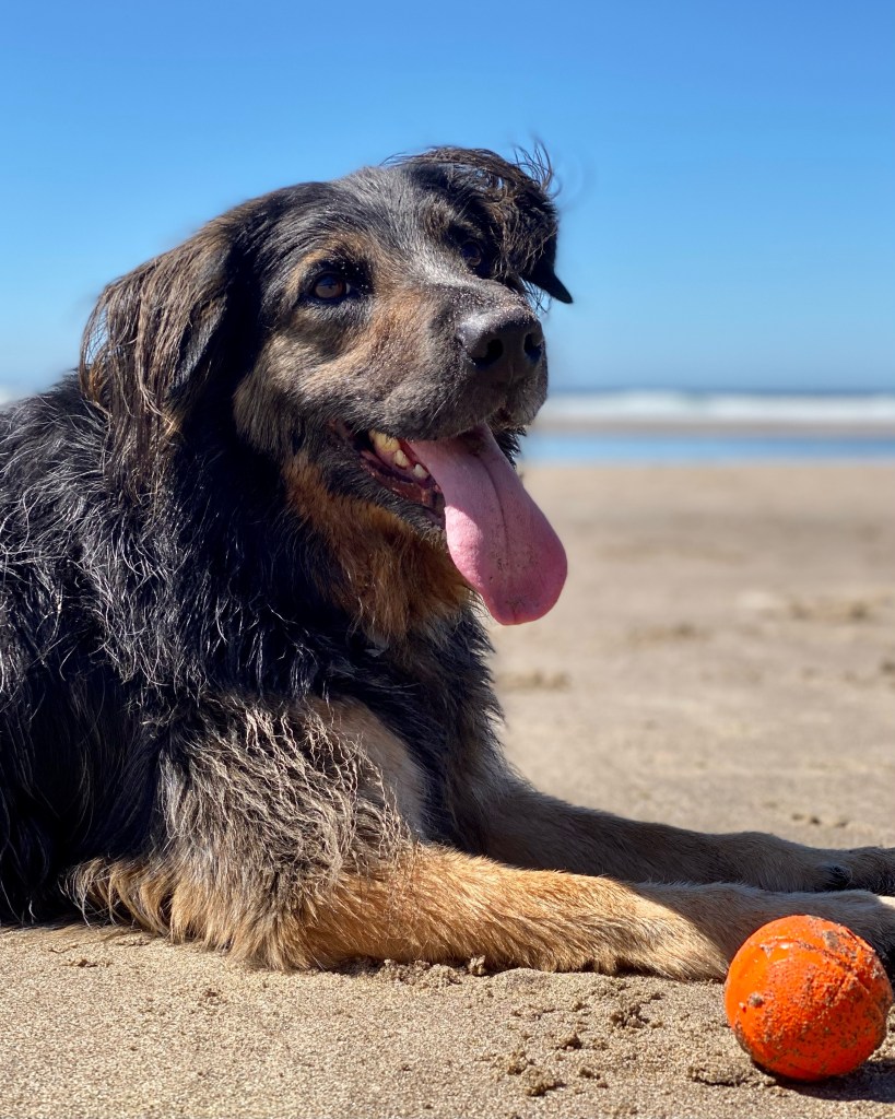 Picture of a happy looking dog lying on a beach with an orange ball.