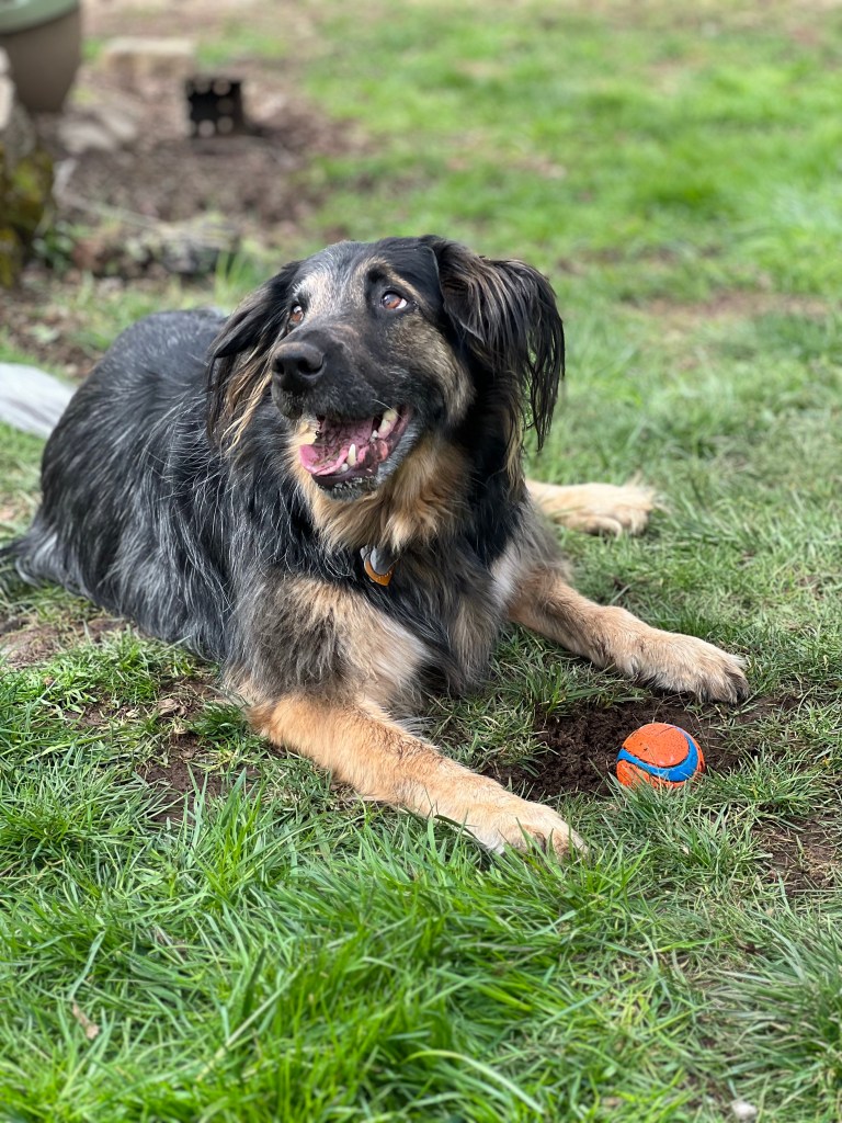 Picture of a happy looking dog sitting on the grass with an orange and blue ball.
