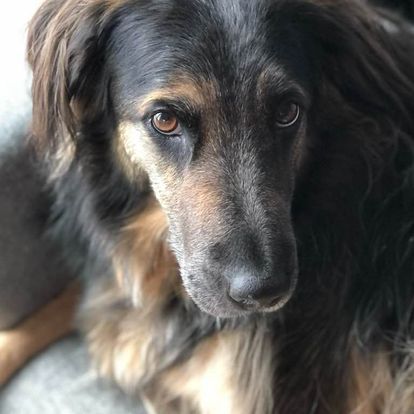 dog looking up at camera