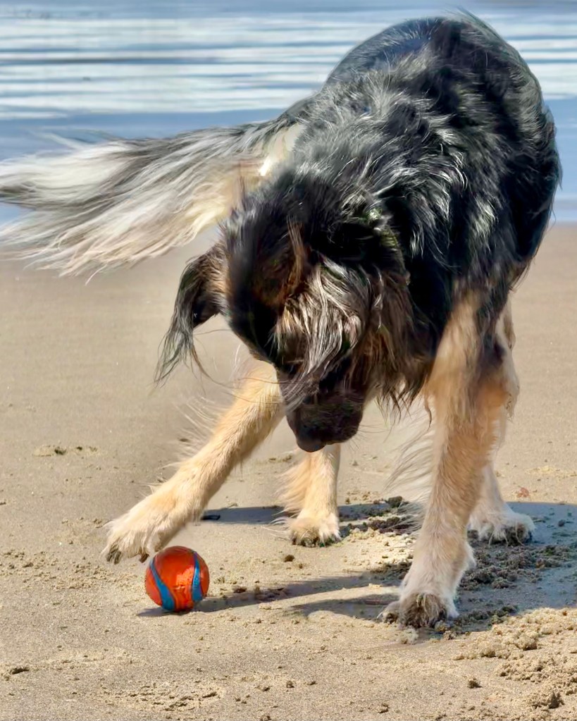 Black, tan and white dog with a fluffy tail, playing with an orange ball on a beach with the ocean in the background. This is Henry Blue playing with his favorite ball on his last good day at the beach, 5 June 2024.
